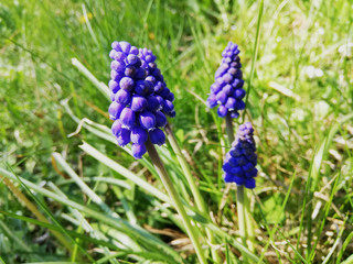 Purple muscari flower in a garden