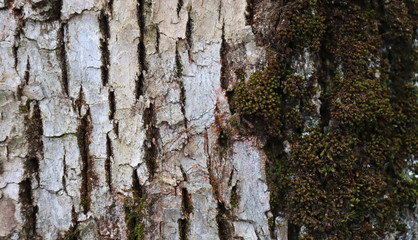 White tree bark and green moss on it. Background of white bark of a tree with cracks
