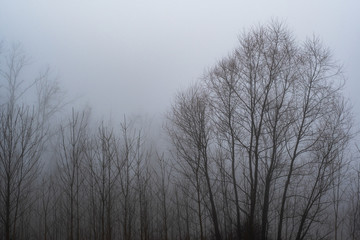 Obraz na płótnie Canvas Foggy Trees