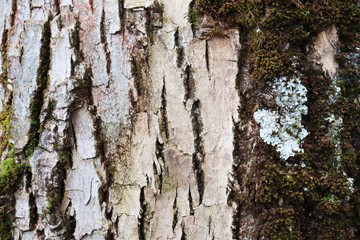 White bark of an old tree with cracks