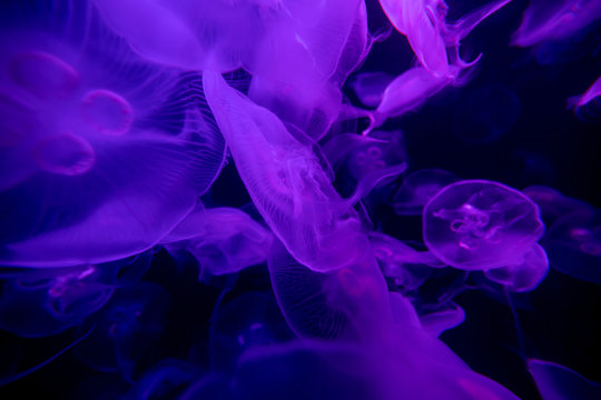 Aurelia Qualle Medusen Schwarm violett
