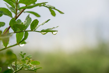Macro Shot of Morning Dew on green plant