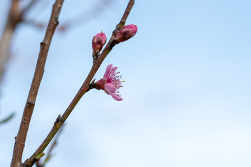 Blooming Trees in Springtime