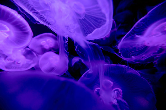 Aurelia Qualle Medusen Schwarm violett