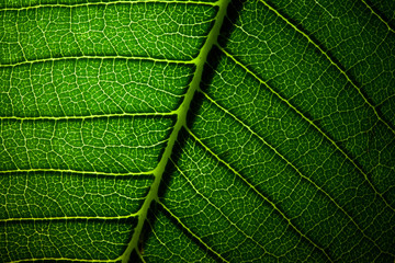 leaf veins texture extreme macro