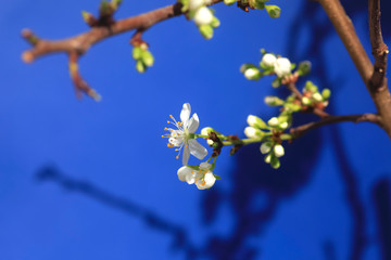 Mirabellenbaumblüte