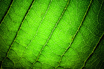 Fototapeta na wymiar fresh leaf vein texture extreme macro