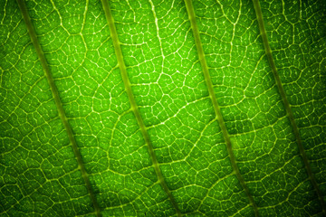 leaf veins texture extreme macro