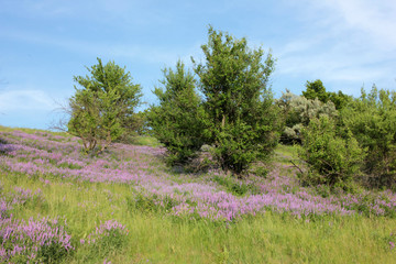 Obraz premium Great Landscape with Purple Flowers blooming on the hill and a green tree in springtime. Natural violet flowers background. Bright blue sky and white clouds.