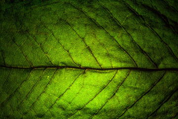 leaf veins macro
