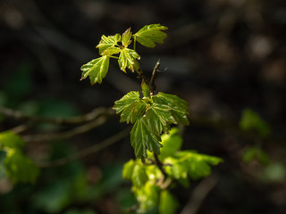 OLYMPUS DIGITAL CAMERA - WOODLAND SHOOTS 