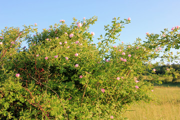 Fototapeta na wymiar A wild rose bush with delicate pink flowers on the meadow in the sitting sunshine. Spring or summer landscape in warm colors.