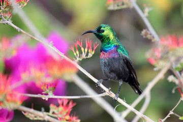 The purple-banded sunbird (Cinnyris bifasciatus) sitting on the branch.