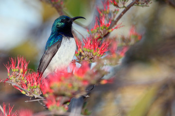 The white-bellied sunbird (Cinnyris talatala) drinking from a flower, with colorful background