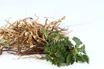 Dried nettle roots and fresh plant. Urtica diocica on white table. Nettle roots and leaves are good for hair growing and regeneration. Help against loosing hair.