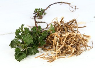 Dried nettle roots and fresh plant. Urtica diocica on white table. Nettle roots and leaves are good...