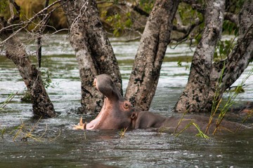Fototapeta na wymiar Hippo yawning
