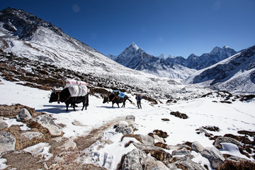 himalaias landscape and yaks