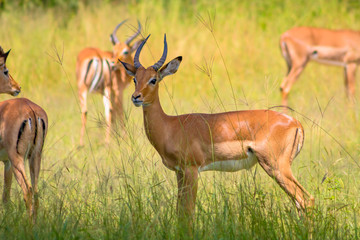 Impala in savannah