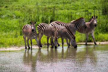 Obraz na płótnie Canvas Herd of zebras