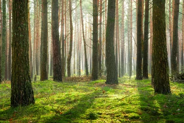 Schilderijen op glas Prachtig lentebos © alexugalek