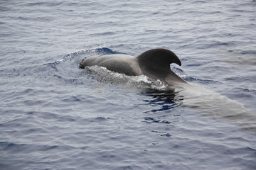 Fototapeta premium Tenerife landscapes