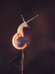 Little snail in the morning