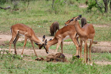 Naklejka na ściany i meble impala atelopes fight practising,Hluhluhve iMfolozi nateru reserve in South Africa