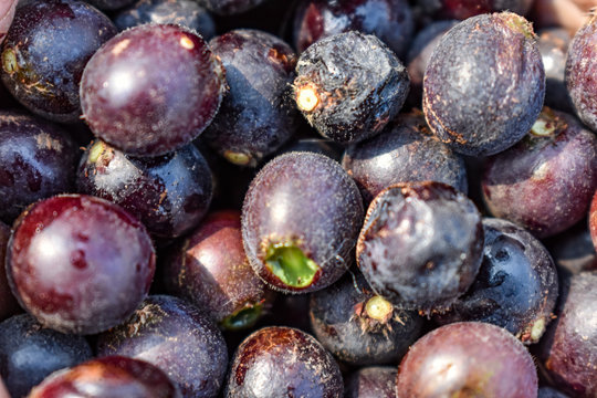 Indian fruit char Raw fruits also know as  Buchanania Lanzan close full frame health forest natural.