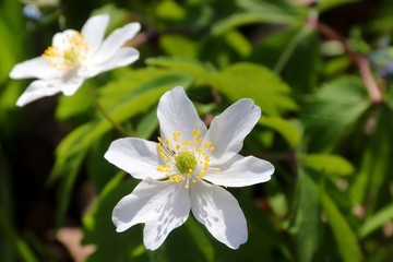 weiße Blüten von Buschwindröschen