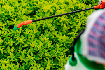 Topic of garden care: Manual sprayer for insecticides or ferlizers for plants and flowers. clouse up
