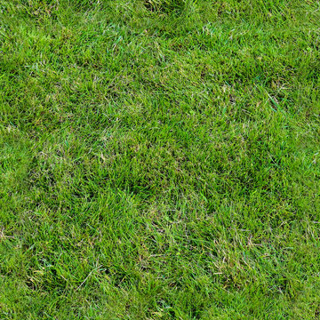 High resolution foto realistic seamless texture of green grass and plants
