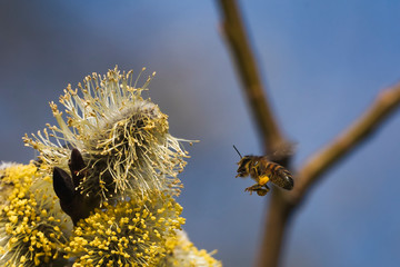 Bees are all in the dust of flowers