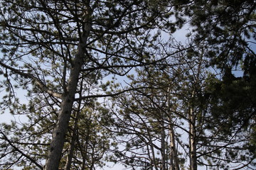 Black austrian pine tree forest needles 