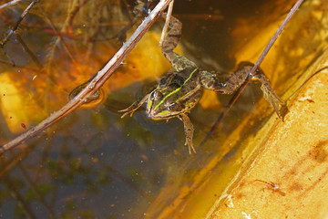 Frosch im Wasser