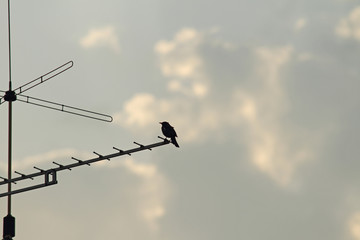 Amsel auf Antenne