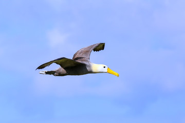 Waved albatross in flight on Espanola Island, Galapagos National park, Ecuador