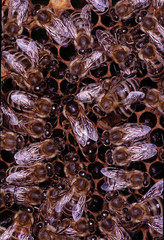 Queen Bee, Queen, Bee brood, Young bees, Thuringia, Germany, Europe