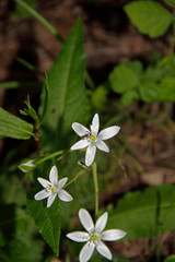 weiße Blüten mit Wespenbiene
