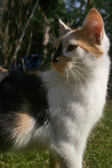 a cute cat in the spring garden