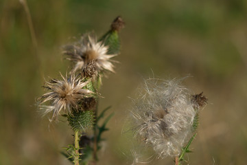 Distel - ein guter Bienenwirt