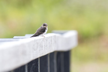 Young Sand Martin (Juvenile) on a wooden Fence