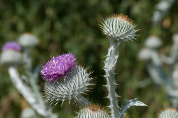 Distel - ein guter Bienenwirt