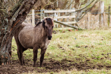 Konik Pony stood under a leaning tree, in a muddy field, wooden fence in the background © Ashley Crombet-Beole