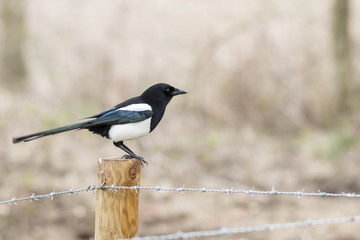 Eurasian Magpie or Black billed magpie perched on a wooden fence post, looking right, above barbed wire