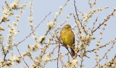 Yellowhammer on branch, Emberiza citrinella