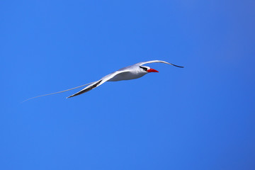 Fototapeta premium Red-billed tropicbird in flight on Espanola Island, Galapagos National park, Ecuador.