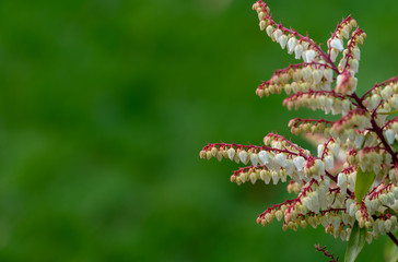 Selective focus close up of tiny pieris flowers on green background
