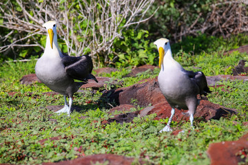 Waved albatrosses doing courtship ritual on Espanola Island, Galapagos National park, Ecuador.