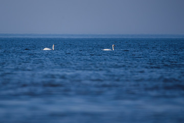 Naklejka premium Selective focus photo. Two mute swans, Cygnus olor in the sea.